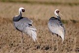 Image. White-naped Crane