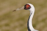 Image. White-naped Crane