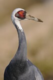 Image. White-naped Crane