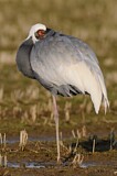 Image. White-naped Crane