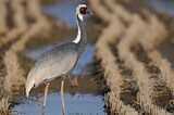 Image. White-naped Crane
