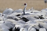 Image. White-naped Crane
