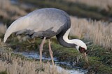 Image. White-naped Crane
