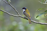 Image. White-naped Honeyeater