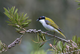 Image. White-naped Honeyeater