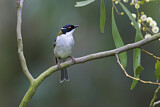 Image. White-naped Honeyeater