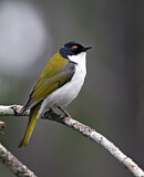 Image. White-naped Honeyeater