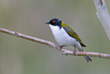 Image. White-naped Honeyeater