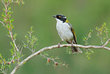 Image. White-naped Honeyeater