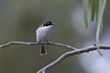Image. White-naped Honeyeater