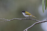 Image. White-naped Honeyeater