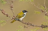 Image. White-naped Honeyeater