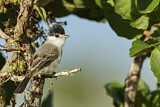 Image. White-naped Xenopsaris