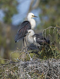 Image. White-necked Heron
