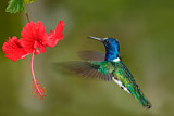 Image. White-necked Jacobin