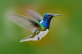 Image. White-necked Jacobin