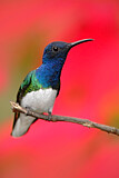 Image. White-necked Jacobin