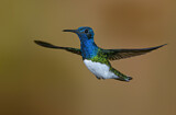 Image. White-necked Jacobin