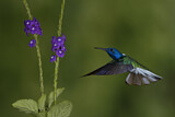 Image. White-necked Jacobin