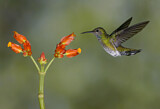 Image. White-necked Jacobin