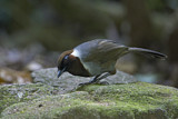 Image. White-necked Laughingthrush
