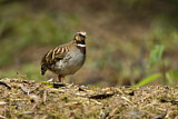 Image. White-necklaced Partridge