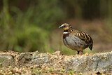 Image. White-necklaced Partridge