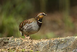 Image. White-necklaced Partridge