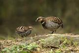 Image. White-necklaced Partridge
