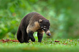 Image. White-nosed coati