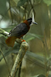 Image. White-plumed Antbird