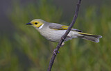 Image. White-plumed Honeyeater