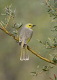 Image. White-plumed Honeyeater