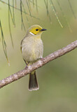 Image. White-plumed Honeyeater