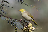 Image. White-plumed Honeyeater