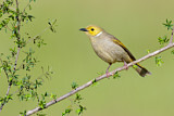 Image. White-plumed Honeyeater