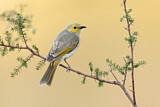 Image. White-plumed Honeyeater