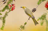 Image. White-plumed Honeyeater
