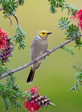 Image. White-plumed Honeyeater