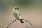 Image. White-plumed Honeyeater