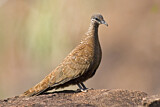 Image. White-quilled Rock Pigeon