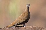 Image. White-quilled Rock Pigeon