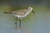 Image. White-rumped Sandpiper