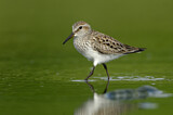 Image. White-rumped Sandpiper