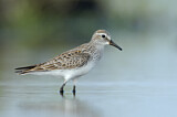 Image. White-rumped Sandpiper