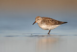 Image. White-rumped Sandpiper