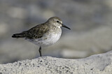 Image. White-rumped Sandpiper