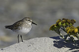 Image. White-rumped Sandpiper