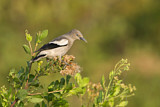 Image. White-shouldered Starling