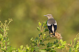 Image. White-shouldered Starling